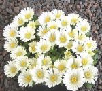 Delosperma congestum Album