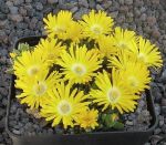 Delosperma congestum Golden Nugget