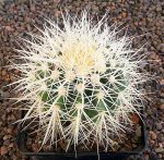 Echinocactus grusonii alba
