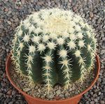 Echinocactus grusonii brevispinus