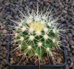 Echinocactus grusonii