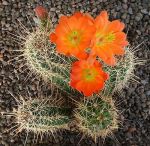Echinocereus coccineus