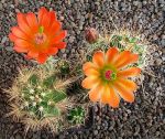 Echinocereus coccineus