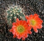 Echinocereus coccineus Manzano MAO229