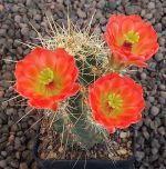 Echinocereus coccineus New Mexico MAO432