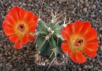 Echinocereus coccineus paucispinus MAO184