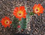 Echinocereus coccineus paucispinus Eagle Nest MAO 184