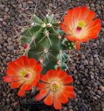 Echinocereus coccineus paucispinus Eagle Nest MAO 184