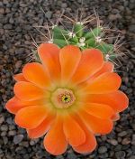 Echinocereus coccineus paucispinus Eagle Pass MAO060