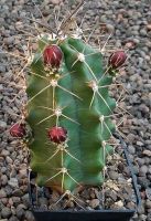 Echinocereus coccineus paucispinus Eagle Nest MAO 184