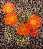 Echinocereus coccineus Sandoval SB344
