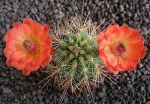 Echinocereus coccineus Sandoval SB344