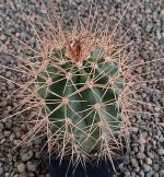 Echinocereus coccineus transpecosensis MAO154