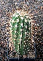 Echinocereus engelmannii mombergerianus MAO268