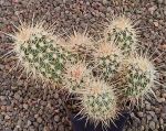 Echinocereus engelmannii mombergerianus MAO268