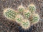 Echinocereus engelmannii mombergerianus MAO268