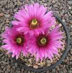 Echinocereus fendleri