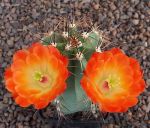 Echinocereus gurneyi