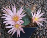 Echinocereus knippelianus kruegeri Nuevo Leon