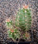 Echinocereus mojavensis cisco MAO090