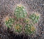 Echinocereus mojavensis Flagstaff-Page MAO100