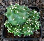 Echinocereus mojavensis inermis Moab MAO095