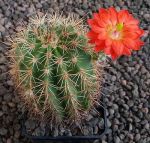 Echinocereus polyacanthus Durango MAO0192