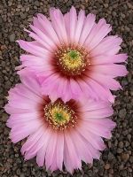 Echinocereus reichenbachii