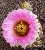 Echinocereus reichenbachii