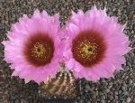 Echinocereus reichenbachii