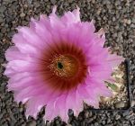 Echinocereus reichenbachii
