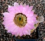 Echinocereus reichenbachii