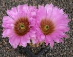 Echinocereus reichenbachii