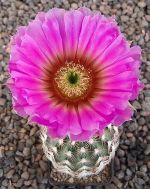 Echinocereus reichenbachii