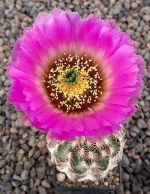 Echinocereus reichenbachii