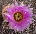 Echinocereus reichenbachii