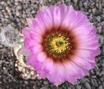 Echinocereus reichenbachii