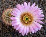Echinocereus reichenbachii baileyi