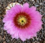 Echinocereus reichenbachii baileyi