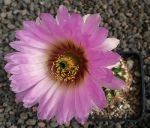 Echinocereus reichenbachii baileyi