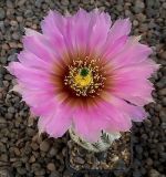 Echinocereus reichenbachii baileyi