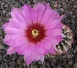 Echinocereus reichenbachii baileyi