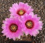 Echinocereus reichenbachii baileyi