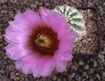 Echinocereus reichenbachii baileyi