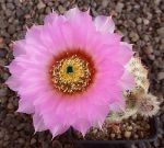 Echinocereus reichenbachii baileyi