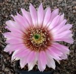 Echinocereus reichenbachii baileyi