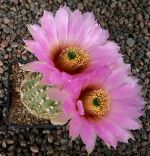 Echinocereus reichenbachii baileyi