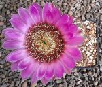 Echinocereus reichenbachii perbellus HK1334