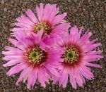 Echinocereus reichenbachii perbellus pueblo