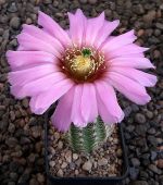 Echinocereus reichenbachii perbellus pueblo